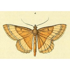 /filer/webapps/moths/media/images/F/fulvata_Melinoessa_Drury3_21_4.jpg