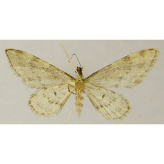 /filer/webapps/moths/media/images/A/acutipennis_Gymnoscelis_AM_ZSMb.jpg