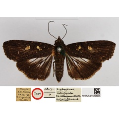 /filer/webapps/moths/media/images/A/albopunctata_Lophoptera_HT_NHMUK.jpg