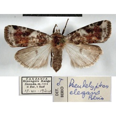 /filer/webapps/moths/media/images/E/elegans_Hermonassoides_AF_MSNM.jpg