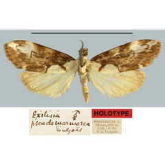 /filer/webapps/moths/media/images/P/pseudomarmorea_Exilisia_HT_MNHN.jpg