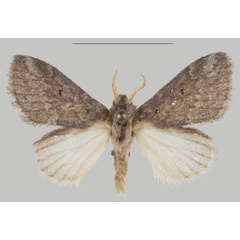 /filer/webapps/moths/media/images/S/sophia_Auripluvia_HT_USTTB.jpg