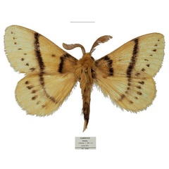 /filer/webapps/moths/media/images/S/sahelica_Philotherma_HT_Basquina.jpg