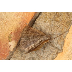 /filer/webapps/moths/media/images/B/bilineata_Acanthovalva_A_Heyns_02.JPG