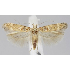 /filer/webapps/moths/media/images/M/meridioafricana_Scrobipalpa_PTM_ZMHB.jpg