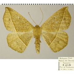 /filer/webapps/moths/media/images/I/insularia_Psilocerea_AF_ZSM.jpg