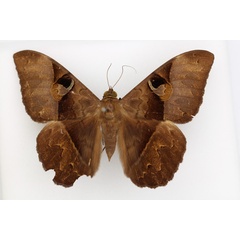 /filer/webapps/moths/media/images/L/limacina_Cyligramma_AF_TMSA_01.jpg