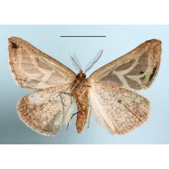 /filer/webapps/moths/media/images/D/dukei_Pseudomaenas_A_MGCLb_01.JPG