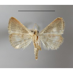 /filer/webapps/moths/media/images/O/orthogramma_Eublemma_A_MGCLb_01.JPG