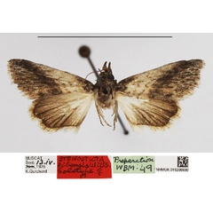 /filer/webapps/moths/media/images/S/sibensis_Stenosticta_HT_NHMUK.jpg