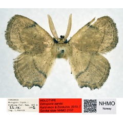 /filer/webapps/moths/media/images/A/aarviki_Ectropona_HT_NHMO_02.jpg