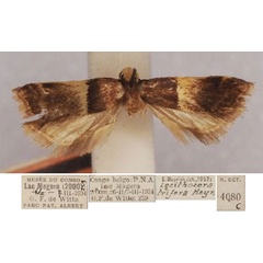 /filer/webapps/moths/media/images/T/trifera_Lecithocera_LT_RMCA.jpg