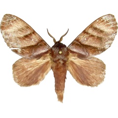 /filer/webapps/moths/media/images/P/porphyria_Cryptopacha_AM_MCJM.jpg