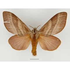 /filer/webapps/moths/media/images/P/papyroides_Pachytrina_AF_Basquin_01.jpg