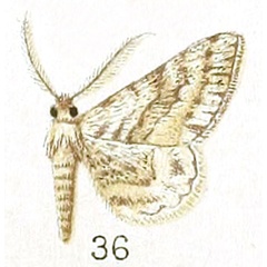 /filer/webapps/moths/media/images/G/gonophora_Boarmia_HT_Prout_25-36.jpg