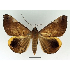 /filer/webapps/moths/media/images/X/xanthoperas_Rougeotiana_AF_Basquin.jpg