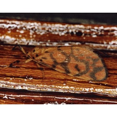 /filer/webapps/moths/media/images/S/sagenaria_Tumicla_A_Roland_01_g6HbQpH.jpg