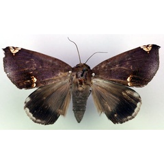 /filer/webapps/moths/media/images/A/albilimba_Achaea_HT_RMCA_03.jpg