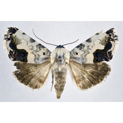 /filer/webapps/moths/media/images/A/aurelia_Acontia_PT_NHMO.jpg
