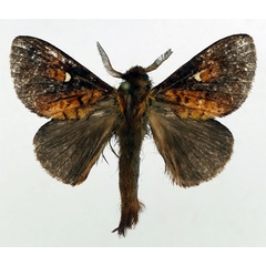 /filer/webapps/moths/media/images/H/hova_Ochanella_AM_Basquin_01.jpg