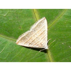 /filer/webapps/moths/media/images/O/orthogramma_Eublemma_A_Goff_02.JPG