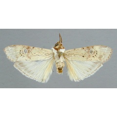 /filer/webapps/moths/media/images/O/ochracea_Archistilbia_HT_RMCA.jpg