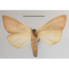 /filer/webapps/moths/media/images/S/sesamiodes_Notoxantha_A_MGCLb_01.JPG