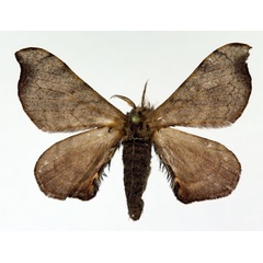 /filer/webapps/moths/media/images/F/fuscocervina_Racinoa_AM_Basquin.jpg