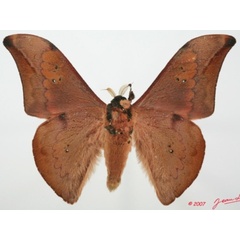 /filer/webapps/moths/media/images/P/prox_Orthogonioptilum_AM_Albertb_01.JPG