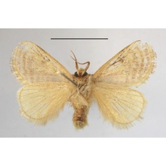 /filer/webapps/moths/media/images/A/amatus_Lepidorytis_A_MGCLb_01.jpg