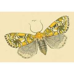 /filer/webapps/moths/media/images/L/lutescens_Noctua_HT_HS-127.jpg