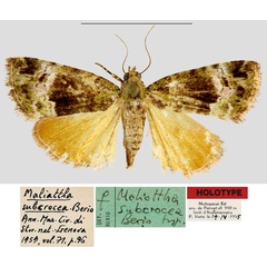 /filer/webapps/moths/media/images/S/subcrocea_Maliattha_HT_MNHN.jpg