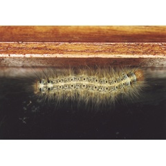 /filer/webapps/moths/media/images/O/obtusa_Stenoglene_C_Roland_10.jpg