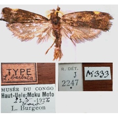/filer/webapps/moths/media/images/B/barbata_Lecithocera_HT_RMCA.jpg