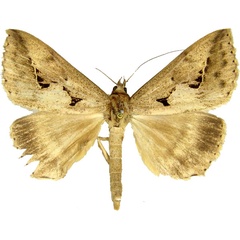 /filer/webapps/moths/media/images/E/emiplaneta_Parachalciope_AM_MCJM.jpg