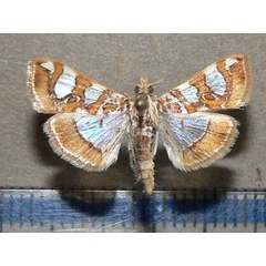 /filer/webapps/moths/media/images/A/argyraspides_Glyphodes_A_Goff_03.jpg