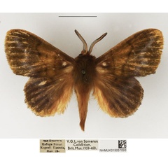 /filer/webapps/moths/media/images/C/cryptognoma_Lechriolepis_AM_NHMUK_02.jpg