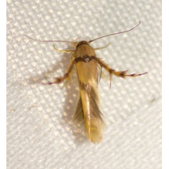 /filer/webapps/moths/media/images/C/crassella_Stathmopoda_A_Heyns_01.jpg
