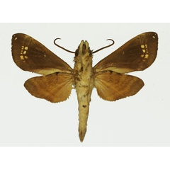 /filer/webapps/moths/media/images/A/anomala_Antinephele_AM_Basquin_01b.jpg