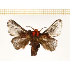 /filer/webapps/moths/media/images/P/pepon_Phorma_A_DePrins.jpg