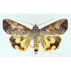 /filer/webapps/moths/media/images/P/plumicornis_Hypocala_AF_TMSA_02.jpg