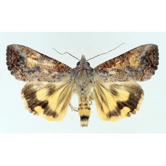 /filer/webapps/moths/media/images/P/plumicornis_Hypocala_AF_TMSA_02.jpg