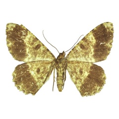 /filer/webapps/moths/media/images/T/takanoi_Afroracotis_PTF_ANHRTb.jpg