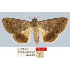 /filer/webapps/moths/media/images/T/tropicalis_Clytie_AT_MNHN.jpg