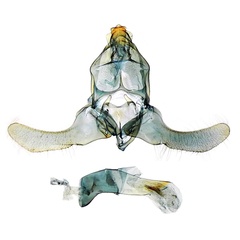 /filer/webapps/moths/media/images/H/hiarakella_Lecithocera_GMHT_MNHN_5755.jpg