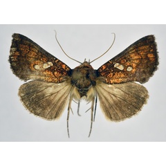 /filer/webapps/moths/media/images/C/cupreomicans_Thysanoplusia_AF_NHMO.jpg