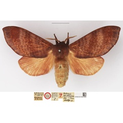 /filer/webapps/moths/media/images/P/plinthochroa_Dollmania_AT_NHMUK.jpg