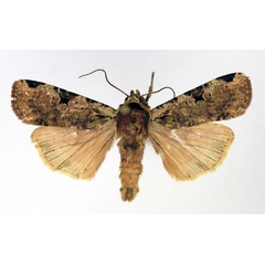 /filer/webapps/moths/media/images/P/percurvata_Mentaxya_AM_Aulombard.jpg