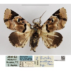 /filer/webapps/moths/media/images/O/ocellaria_Eutelia_AM_NHMUK.jpg