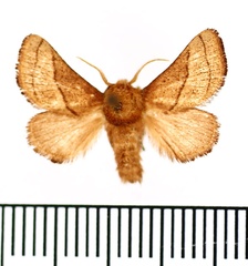 /filer/webapps/moths/media/images/S/syrtis_Omocena_AM_BMNH_02.jpg